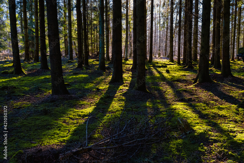 Fototapeta premium A picture of a pine forest in beautiful early morning light. Green moss on the ground. Picture from Eslov, Sweden