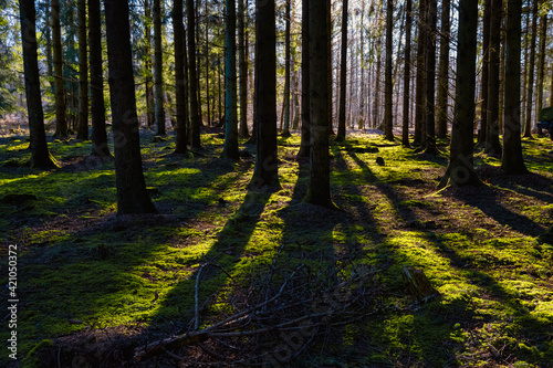 Fototapeta Naklejka Na Ścianę i Meble -  A picture of a pine forest in beautiful early morning light. Green moss on the ground. Picture from Eslov, Sweden