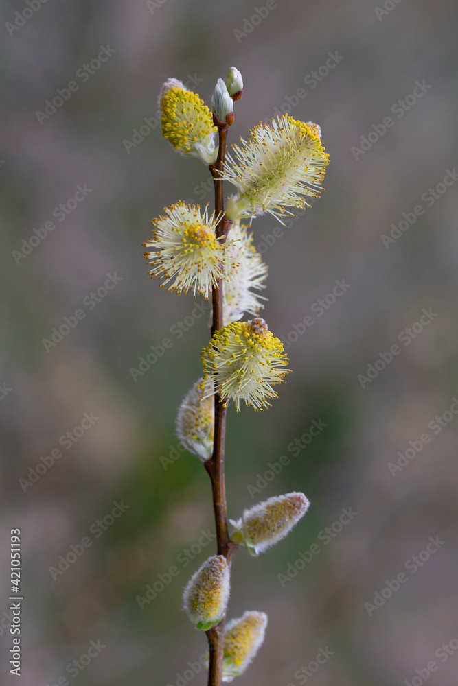 Willow branches with fluffy cats with a blurred background. Soft and gentle spring background with copy space. Easter or Spring background with flowering willow branches against blue sky in sunlight. Willow branches with fluffy cats with a blurred background. Soft and gentle spring background with copy space. Easter or Spring background with flowering willow branches against blue sky in sunlight.