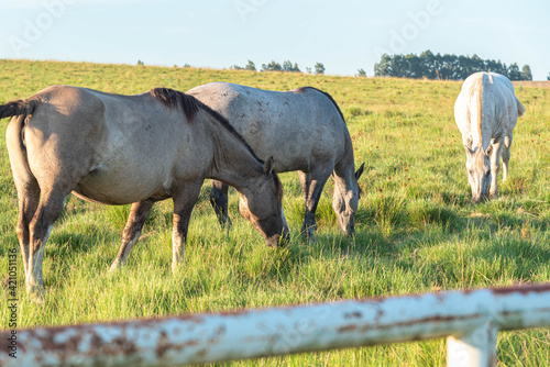 Fototapeta Naklejka Na Ścianę i Meble -  Creole horse breeding field and farm in Brazil