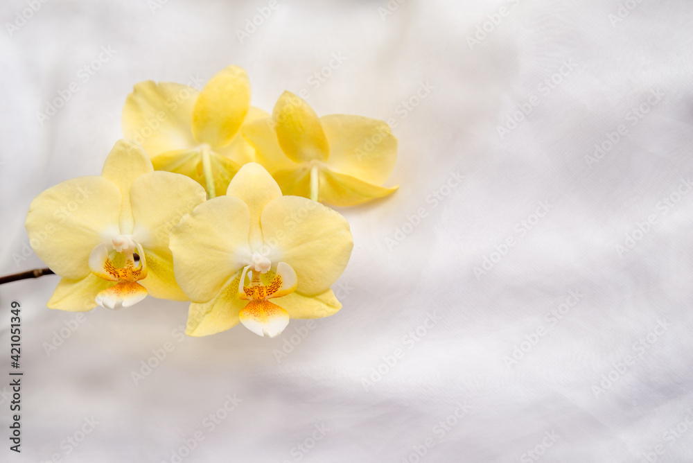 The branch of yellow orchids on white fabric background
The branch of yellow orchids on white fabric background