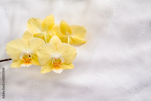 Fototapeta Naklejka Na Ścianę i Meble -  The branch of yellow orchids on white fabric background
