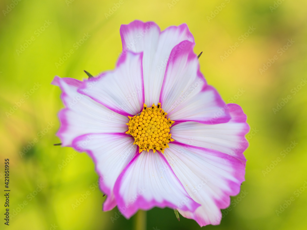 Obraz premium pink and white cosmos flower closeup