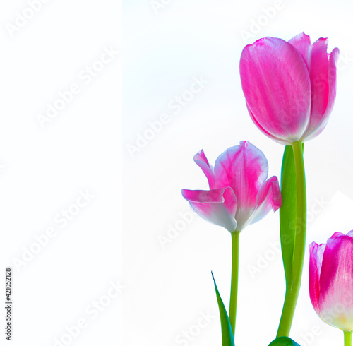 Fototapeta Naklejka Na Ścianę i Meble -  spring colorful flowers tulips. floral collection.