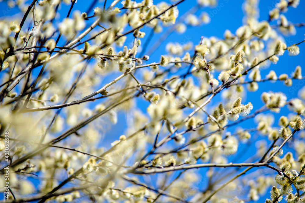 Blossoming willow in the early spring on a background of blue sky
Blossoming willow in the early spring on a background of blue sky