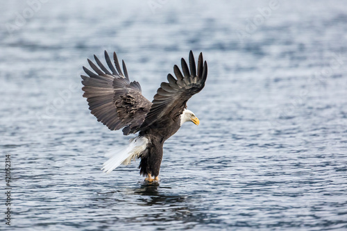 Bald eagle catches a fish.