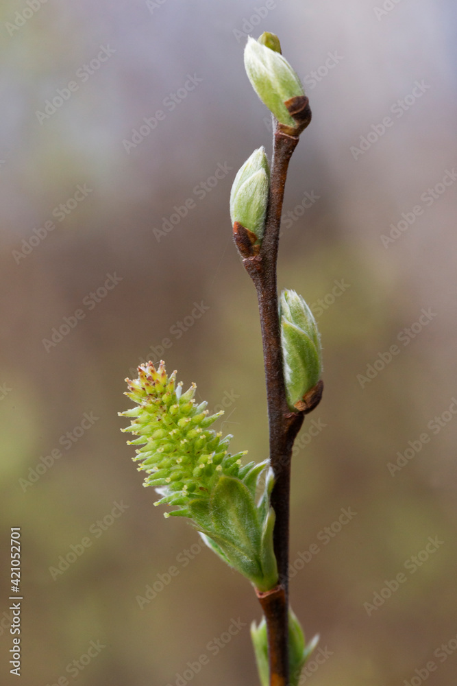 Willow branches with fluffy cats with a blurred background. Soft and gentle spring background with copy space. Easter or Spring background with flowering willow branches against blue sky in sunlight. Willow branches with fluffy cats with a blurred background. Soft and gentle spring background with copy space. Easter or Spring background with flowering willow branches against blue sky in sunlight.