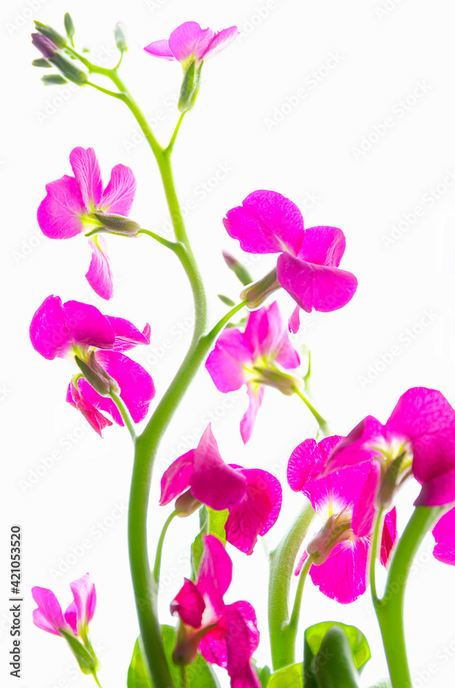 Pink flowers