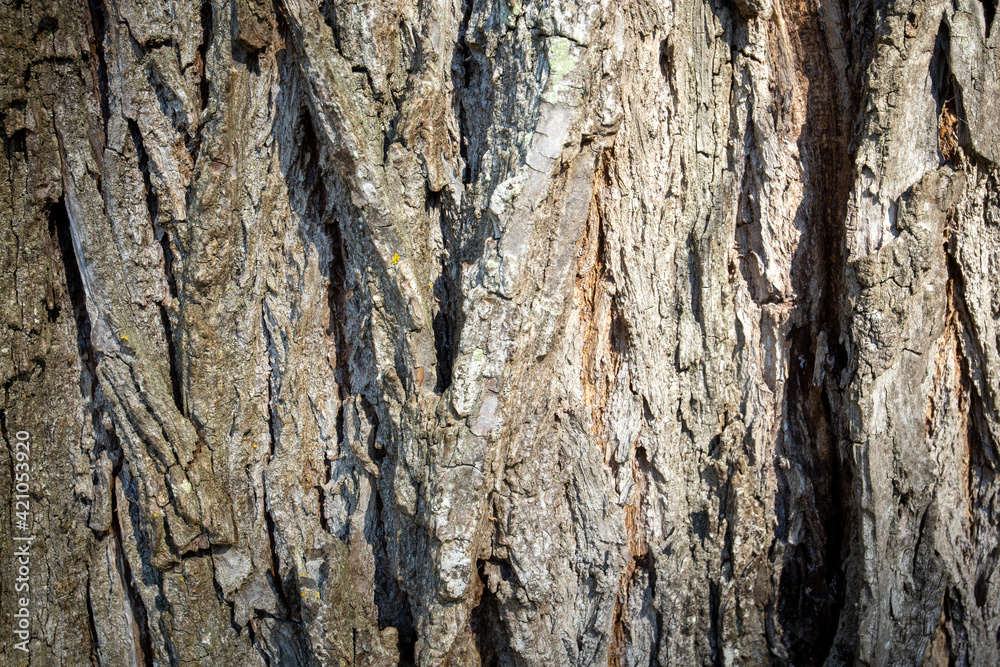 écorce d'un arbre vue de près écorce d'un arbre vue de près