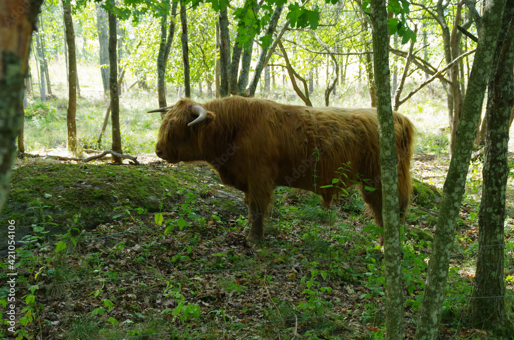 brown cow in the grass