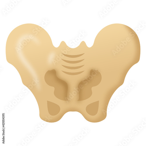 
A flat vector style of pelvic bone icon

