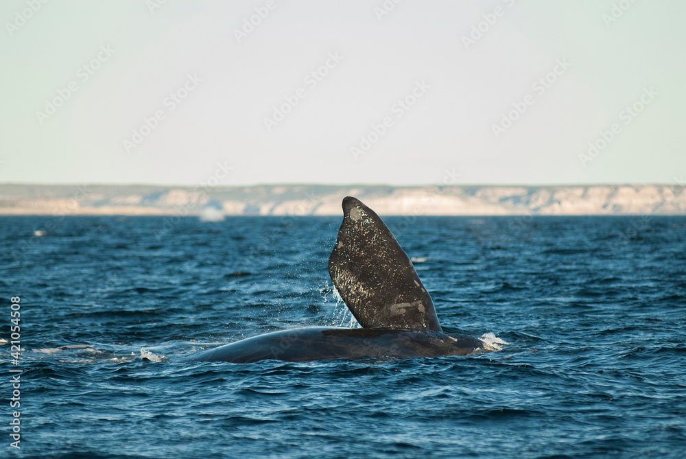 Naklejka premium Sohutern right whale tail pectoral fin, endangered species, Patagonia,Argentina