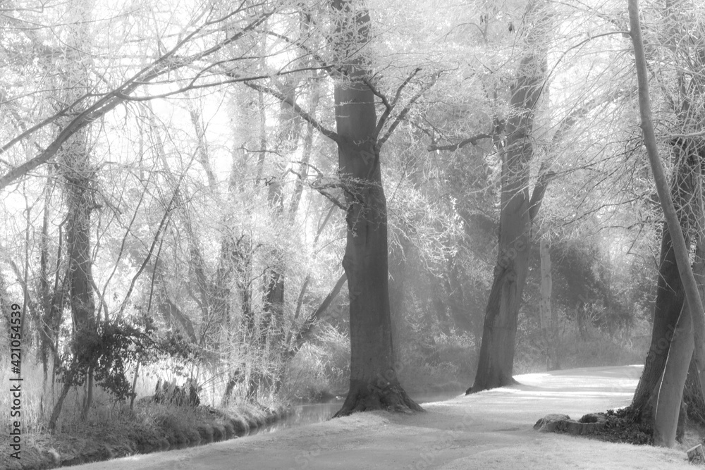 Fototapeta frosty , frost covered grass and trees , snow covered ground in Oxford.