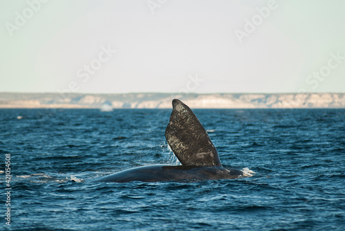 Sohutern right whale tail pectoral fin, endangered species, Patagonia,Argentina