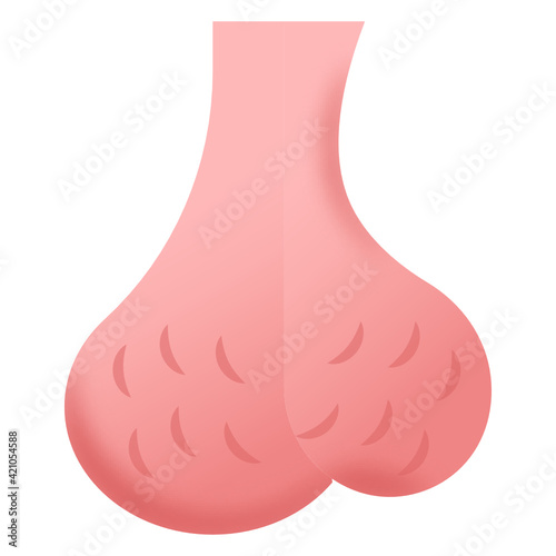 
An icon design of testicles in flat style 


