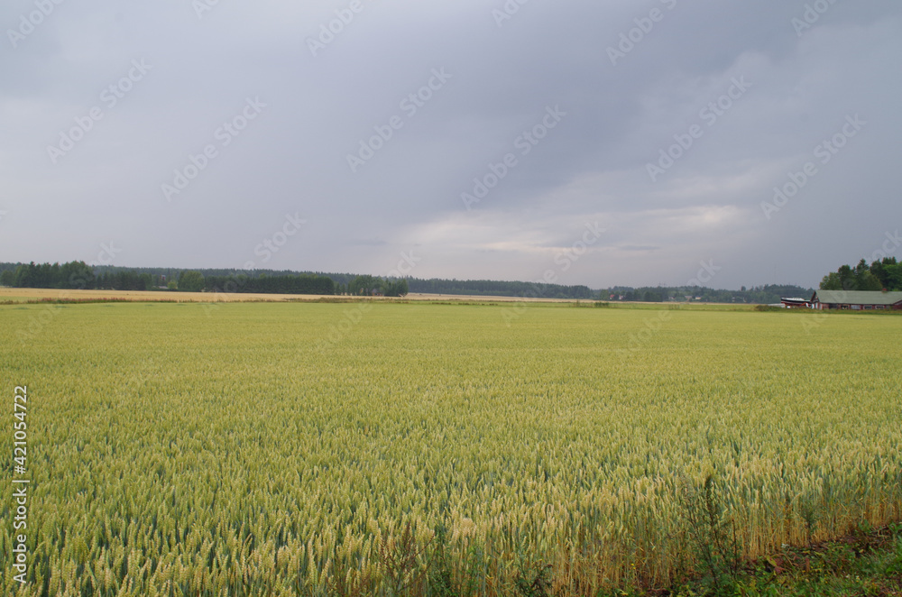 Obraz premium field of wheat and sky