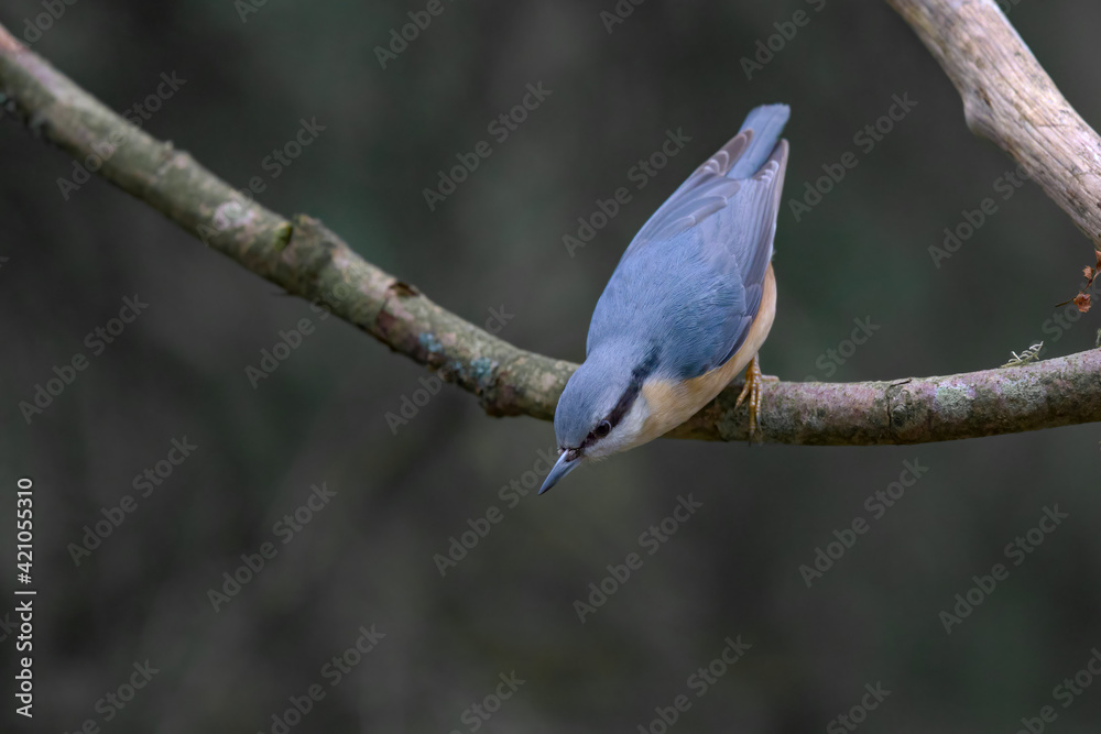 Obraz premium Kleiber