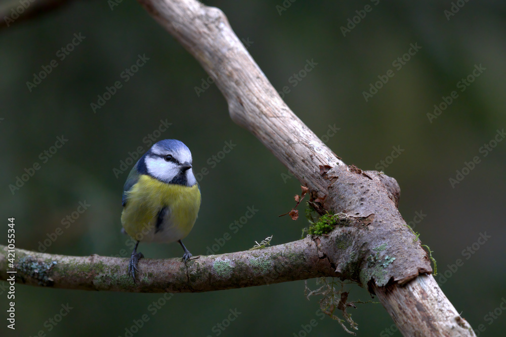Fototapeta premium Blaumeise an Meisenknödel