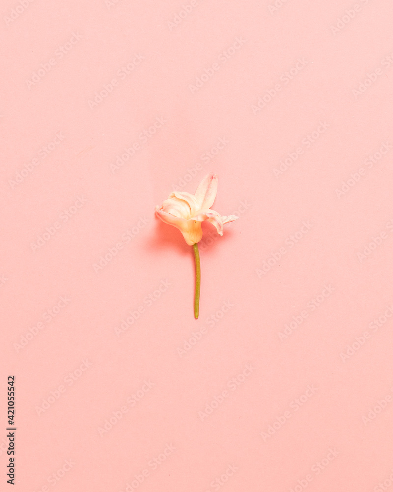 Spring white blossom flower on pink background. Flat lay, top view. Minimalist concept