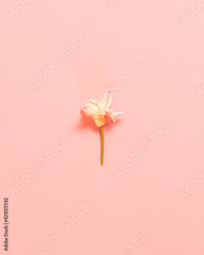 Spring white blossom flower on pink background. Flat lay  top view. Minimalist concept