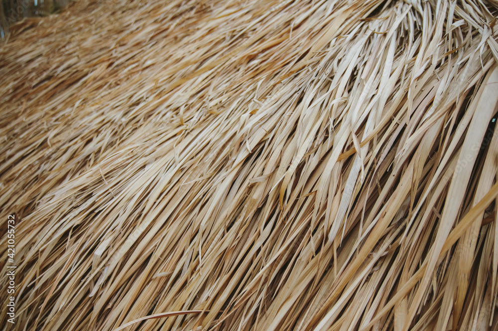 Dried ornamental grass. dry grass as background. Dried ornamental grass. dry grass as background.