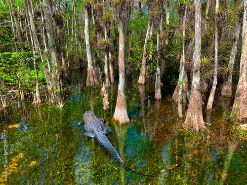 Alligator swimming in the shallow water in Big Cypress National Preserve.