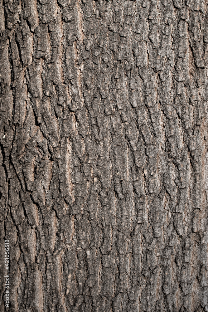 Trunk of an old tree close-up nature autumn. Trunk of an old tree close-up nature autumn.