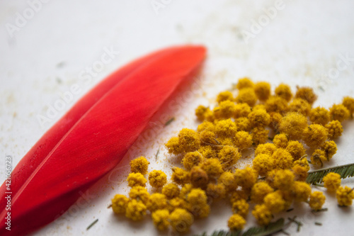 Close-up of mimosas yellow spring flowers on defocused yellow background. Very shallow depth of field. Selective focus.