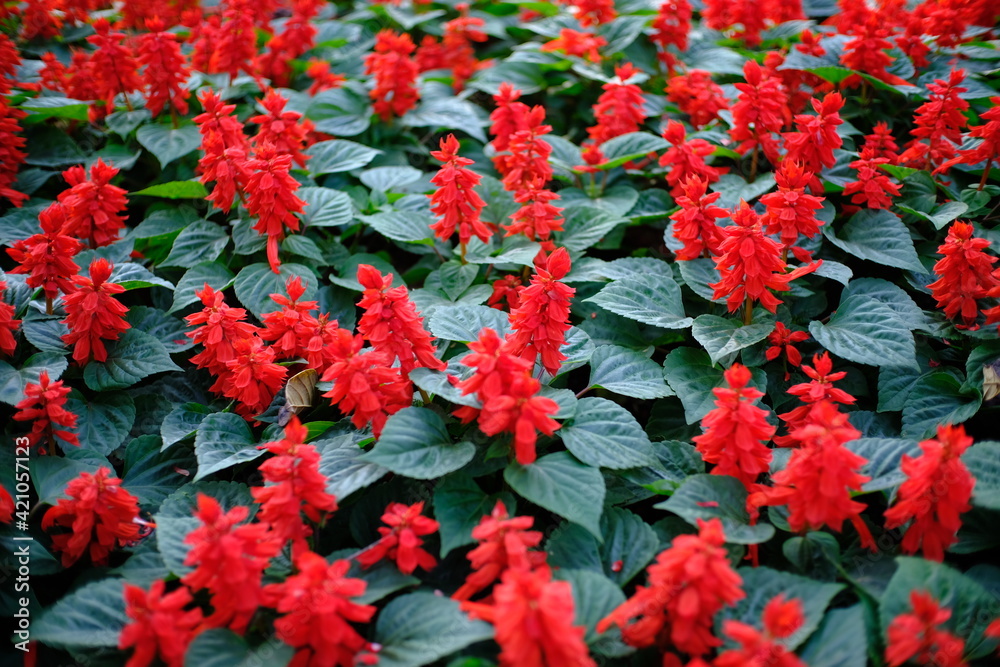 Beautiful nature red flower  for background.