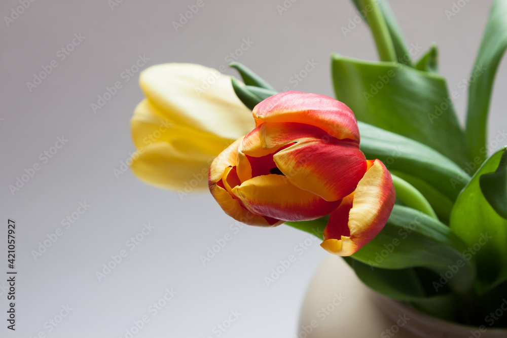 Creative layout with colorful tulip flowers bouquet and banner isolated on white background. Floral composition with beautiful fresh tulips. Hello spring and easter concept, flat lay, copy space.