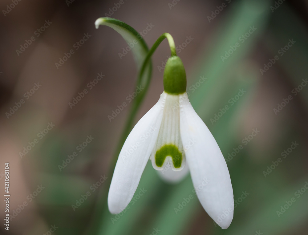 close up macro of white snowdrop spring flower with leaves on natural bokeh background, selective focus close up macro of white snowdrop spring flower with leaves on natural bokeh background, selective focus