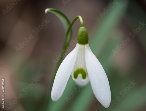 close up macro of white snowdrop spring flower with leaves on natural bokeh background, selective focus