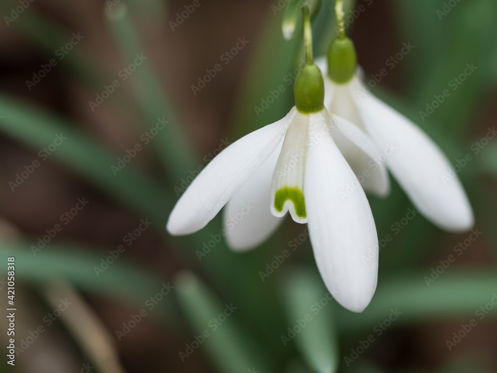 close up macro of white snowdrop spring flower with leaves on natural bokeh background, selective focus close up macro of white snowdrop spring flower with leaves on natural bokeh background, selective focus