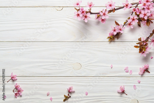 Sakura or cherry blossoming branches on a white wooden background.