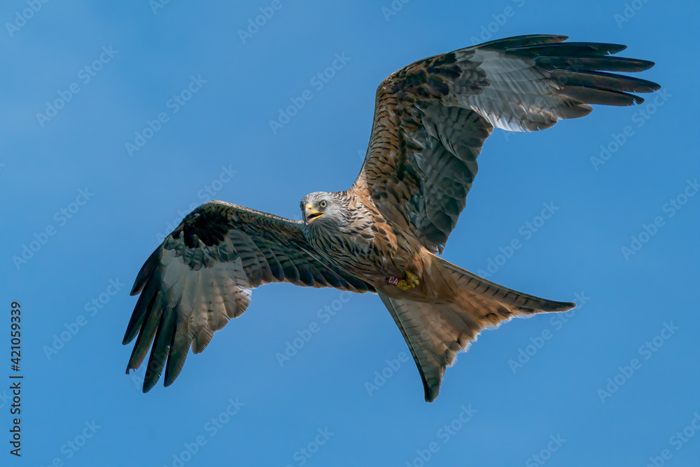 Fototapeta premium red kite