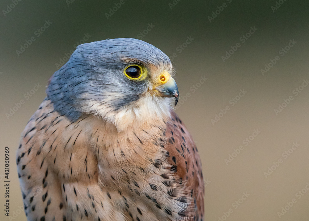 kestrel kestrel