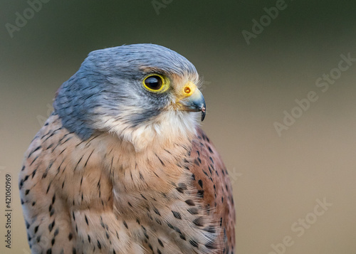 kestrel 