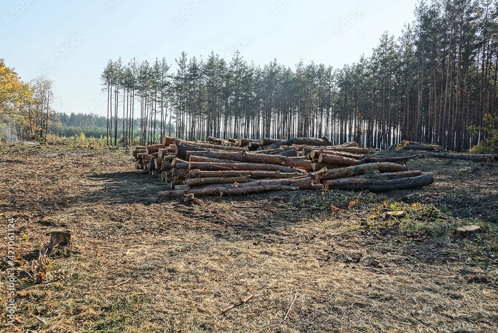 a large pile of brown pine logs lies in the grass in a felled forest