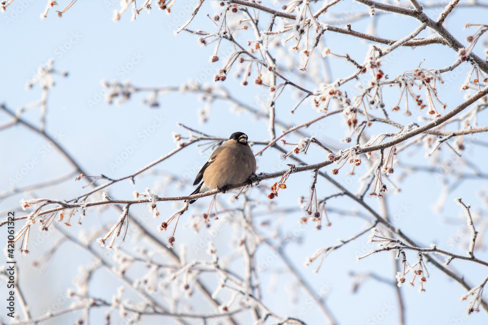 Beautiful birds in winter on a tree branch against the background of the sky. Beautiful birds in winter on a tree branch against the background of the sky.