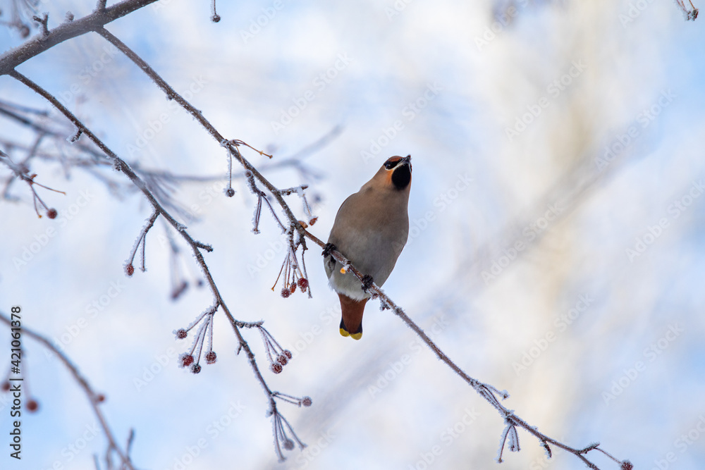 Beautiful birds in winter on a tree branch against the background of the sky. Beautiful birds in winter on a tree branch against the background of the sky.