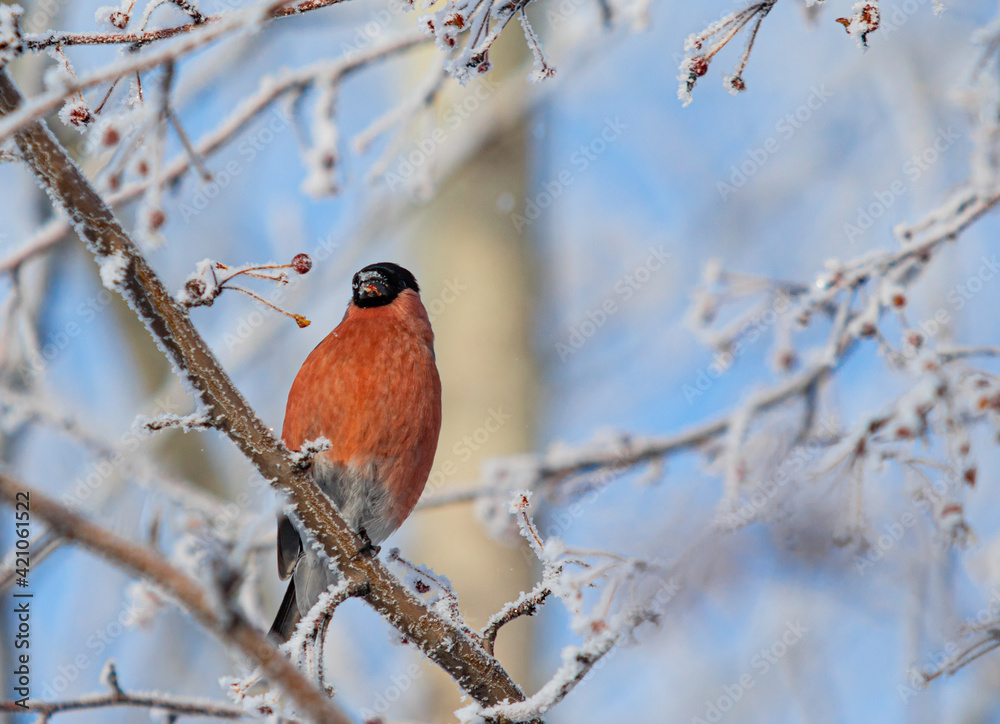 Beautiful birds in winter on a tree branch against the background of the sky. Beautiful birds in winter on a tree branch against the background of the sky.