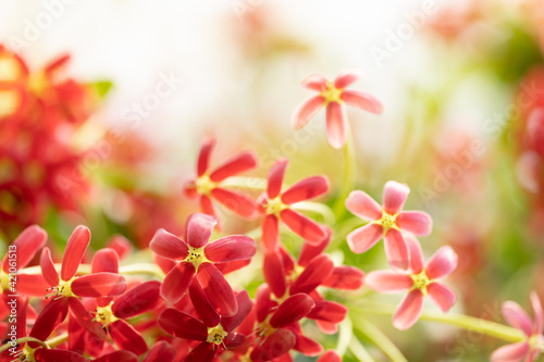 Nature of flower in garden using as background natural flora wallpaper