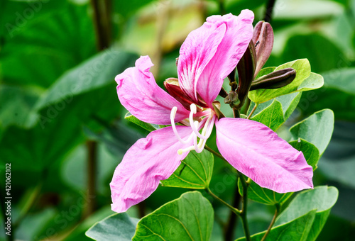 Purple Chongkho flower with green leaves on blurred background. photo