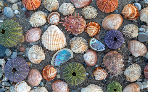 variety of colorful sea shells and urchins on dark wet sand beach background