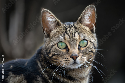 Hübsches Katzenportrait