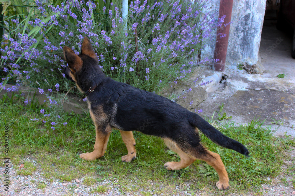 The pose of the champion. German shepherd puppy with canine competition posture The pose of the champion. German shepherd puppy with canine competition posture
