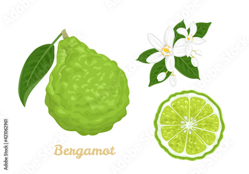 Bergamot set. Citrus fruit whole and slice, flowers and green leaves isolated on white background. Vector illustration in cartoon flat style.