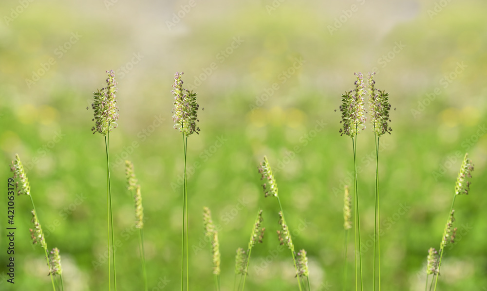 grass in the wind grass in the wind