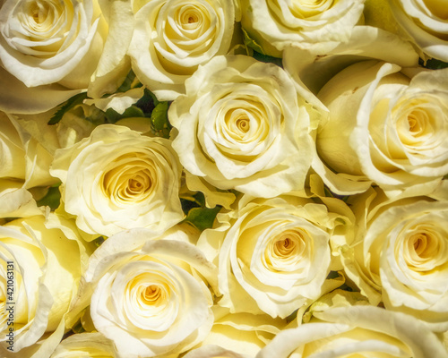 pale white rose flowers top view closeup  natural pattern background