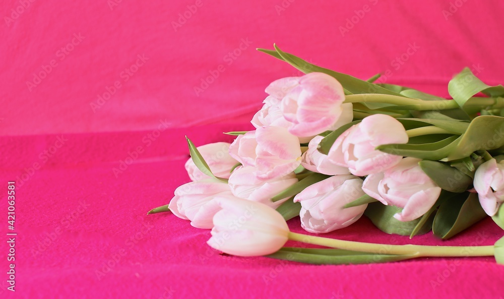 pink tulips on wooden background